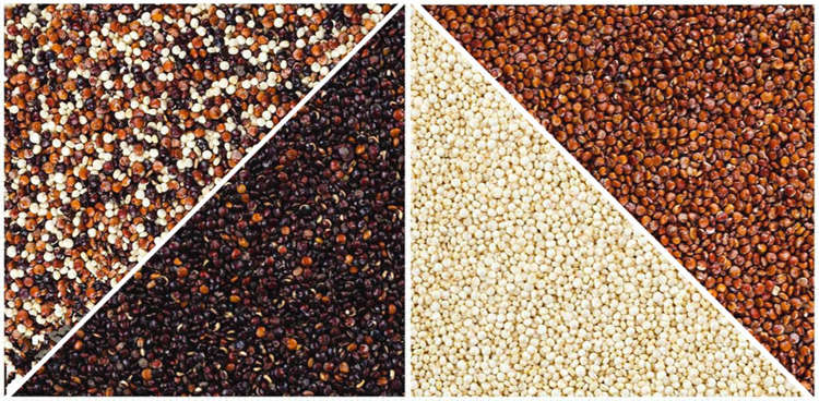 Seed Processing Machine